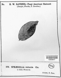 Sphaerella wisteriae image